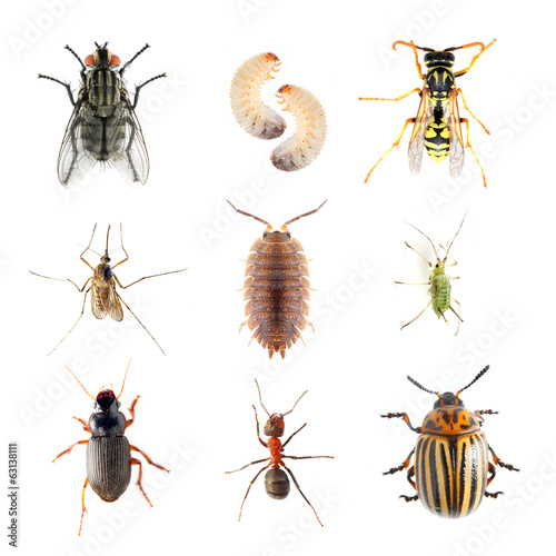 Fotografía Garden pests. Collection of the insects on a white background.