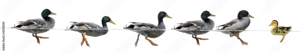 Duckling stand in the way of a group of ducks - obrazy, fototapety, plakaty 