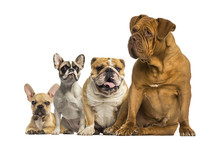 Dogue De Bordeaux And Bulldogs Sitting And Lying