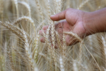 Wheat field