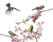 group of great tit perched on a flowering branch, Parus major