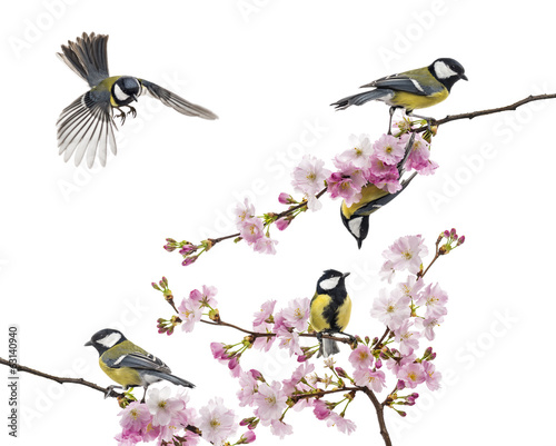 Fototapeta na wymiar group of great tit perched on a flowering branch, Parus major