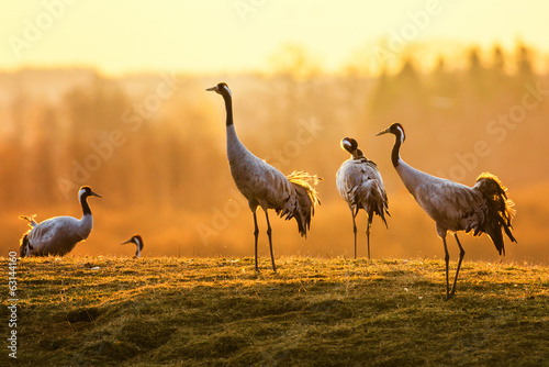 Obrazy żurawie  grupa-ptakow-zurawia-rano-na-mokrej-trawie