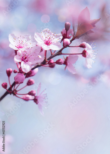 Obraz w ramie Springtime blooming tree background