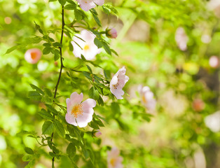 Wall Mural - Blooming wild rose