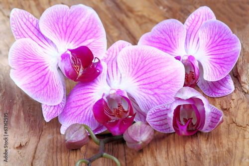Nowoczesny obraz na płótnie Orchidea