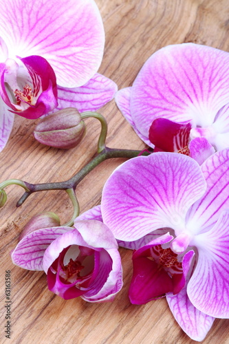 rozowa-orchidea-na-drewnianym-stole