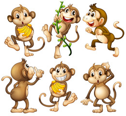 Sticker - Playful wild monkeys