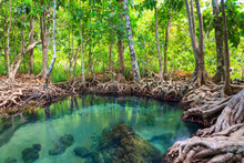 Tha Pom, The Mangrove Forest In Krabi, Thailand
