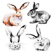 Set of Easter rabbits. Hand drawn sketch watercolor