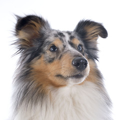 Sticker - shetland dog