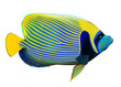 Emperor angelfish on white, vector illustration.
