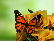 Closeup Of Butterfly On Flower Blossom