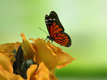 Closeup Of Butterfly On Flower Blossom