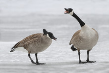 Canada Geese Defending Territory On Frozen River