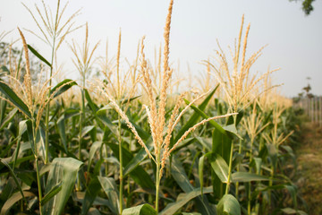 corn cob on a field in summer