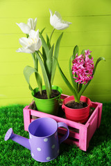 Wall Mural - Beautiful tulips and hyacinth flower