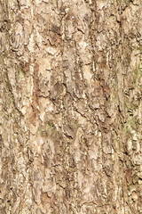 close - up texture and background of tree bark