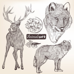 Poster - Set of vector hand drawn detailed animals for design