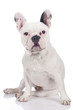 Französische Bulldogge gähnend mit lila Halstuch isoliert