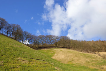 Poster - grassy hillside with trees