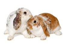 Two Rabbits Isolated On A White Background