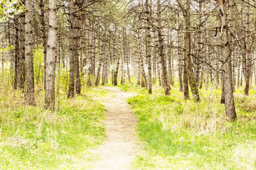 Wall Mural - sunny spring forest