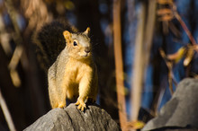 Frisky Squirrel Resting On A Rock
