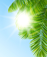 Wall Mural - branches of palm trees