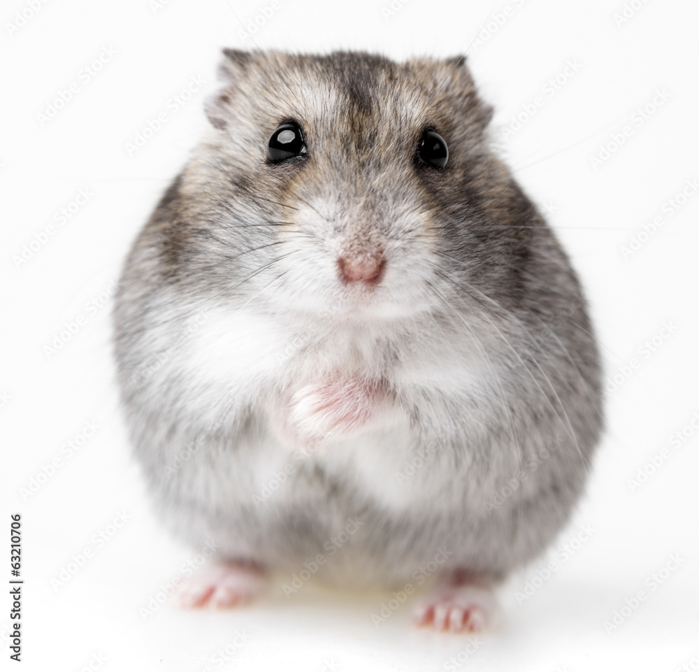 hamster isolated on white background - obrazy, fototapety, plakaty 