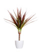 Houseplant - dracaena marginata a potted plant isolated over whi