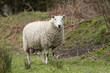 Sheep Mother Ewe in field