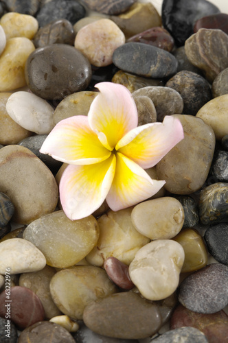 Plakat na zamówienie Yellow and white frangipanion pile of colorful background