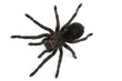 Black Spider- Grammostola Pulchra
