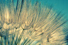 Blue Abstract Dandelion Flower Background
