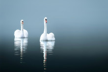Swans In The Misty Lake