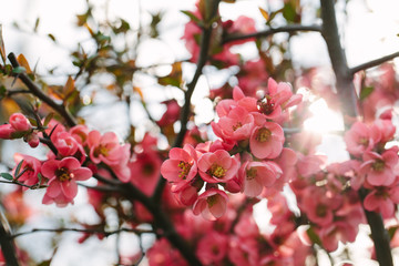 Fotomurales - spring blossoms