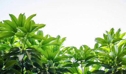 Mango leaves