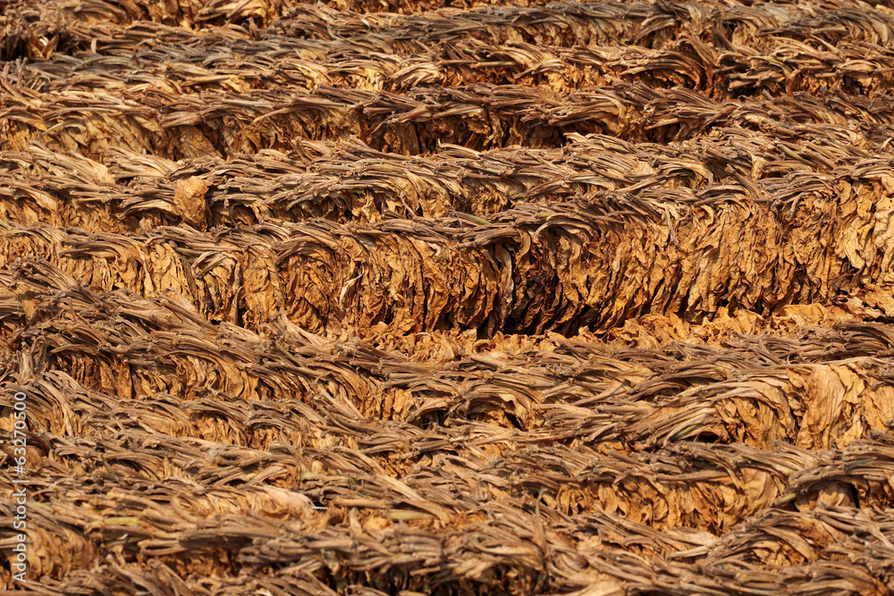 sun dried tobacco sun cured tobacco leaves Stock Photo