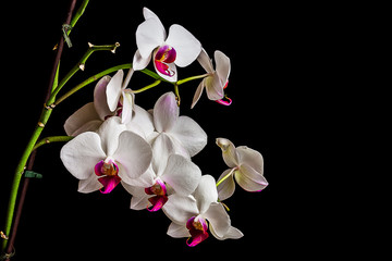 Fotomurales - Beautiful orchid on dark background