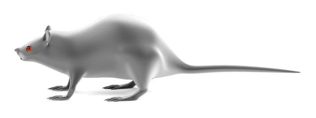 realistic 3d render of rat