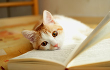 Red And White Kitten Lies Quietly On The Open Book.