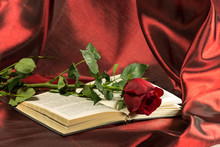 Red Rose Lies On The Open Book