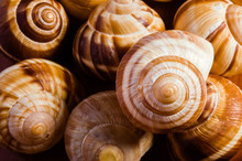 Group Of Snail Shells, Escargots De Bourgogne, Under The Sunlight