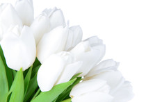 Beautiful Bouquet Of White Tulips Isolated On White
