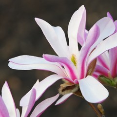 Canvas Print - Magnolie - magnolia 26