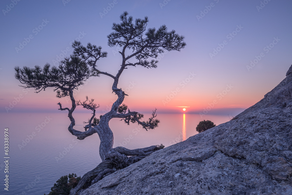 drzewo-bonsai-na-zboczu-skaly-z-widokiem-na-morze-o-zachodzie-slonca