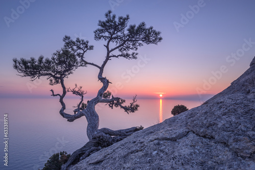 drzewo-bonsai-na-zboczu-skaly-z-widokiem-na-morze-o-zachodzie-slonca