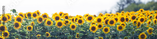 Nowoczesny obraz na płótnie sunflower