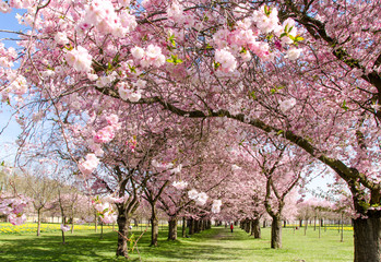 Fotomurales - Frühlings-Taum: Japanische Kirschblüten :)